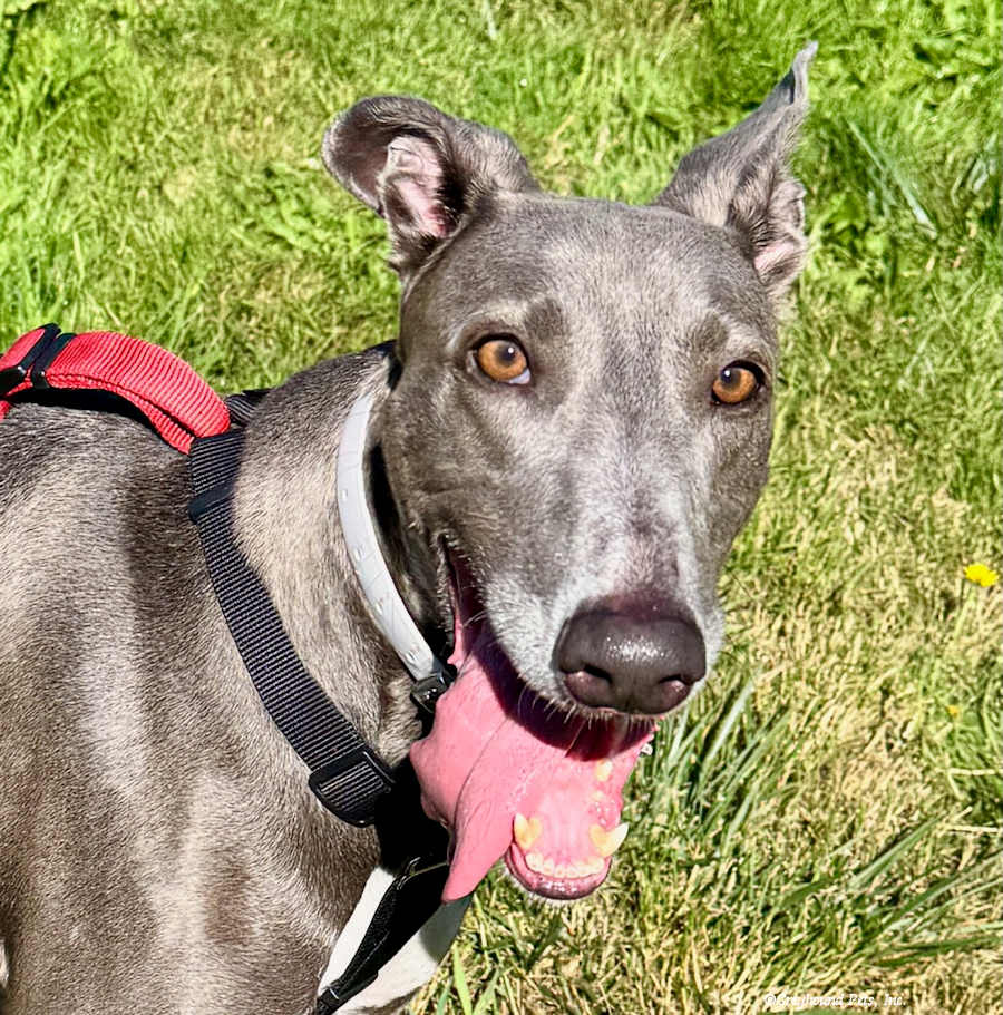Ebony - Greyhound