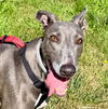 adoptable Dog in  named Ebony
