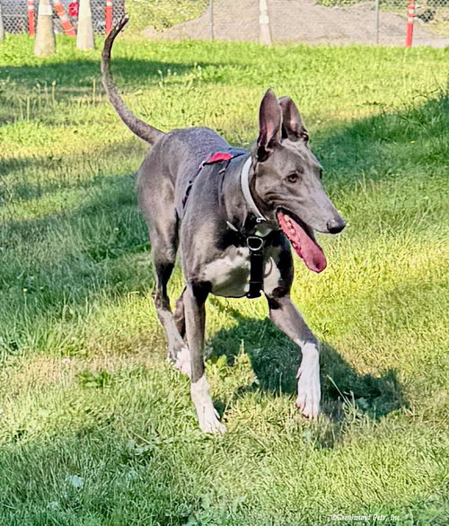 EBONY - Greyhound available for adoption