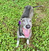 Ebony - Photo 3