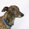 adoptable Dog in  named Prismo