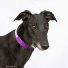 adoptable Dog in  named Mirical