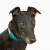 adoptable Dog in  named Jacko