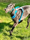 Jacko - Photo 4