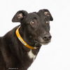 adoptable Dog in  named Prime