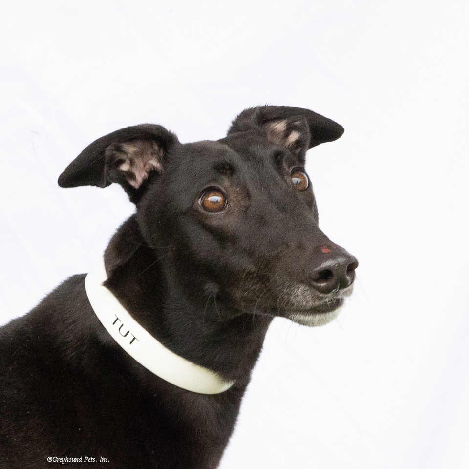 adoptable Dog in Woodinville, WA named Tut