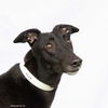 adoptable Dog in  named Tut