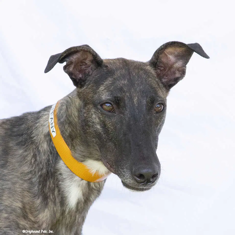 Tiffany - Greyhound