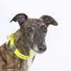 adoptable Dog in  named Smokey