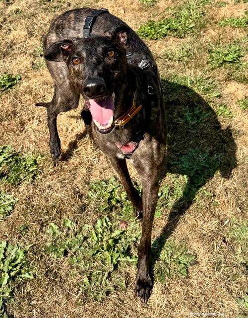 AMOR - Greyhound available for adoption