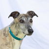 adoptable Dog in  named Drive