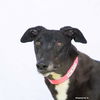 adoptable Dog in  named Heart