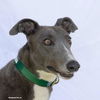 adoptable Dog in  named Jet