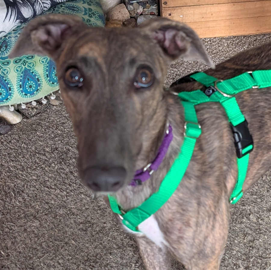 Brandy