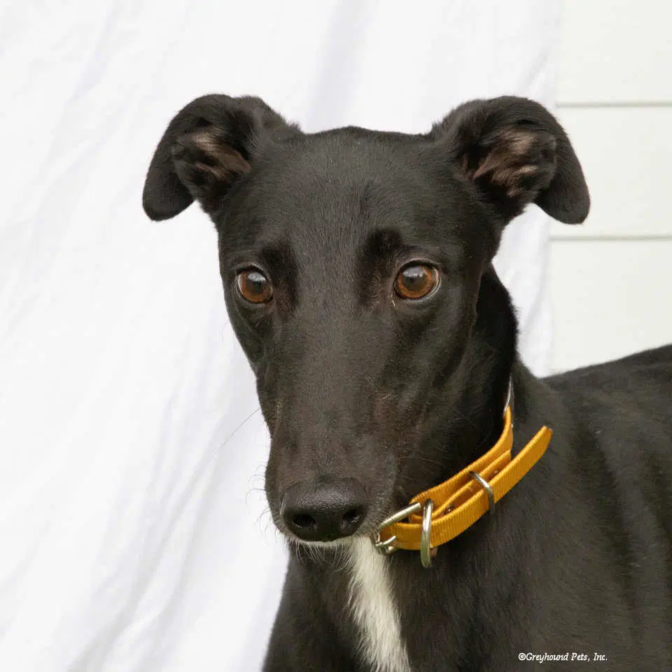 Ollie - Greyhound