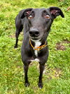 Ollie - Photo 2