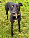 Ollie - Photo 3