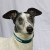 Marty - Photo 1