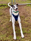 Marty - Photo 4