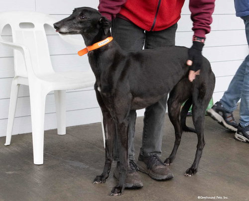 CHINA - Greyhound available for adoption