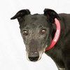 Tink - Photo 1
