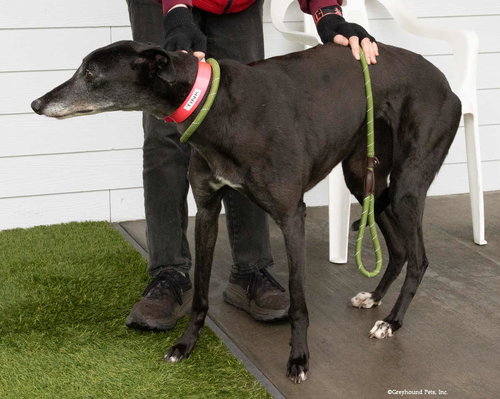 TINK - Greyhound available for adoption