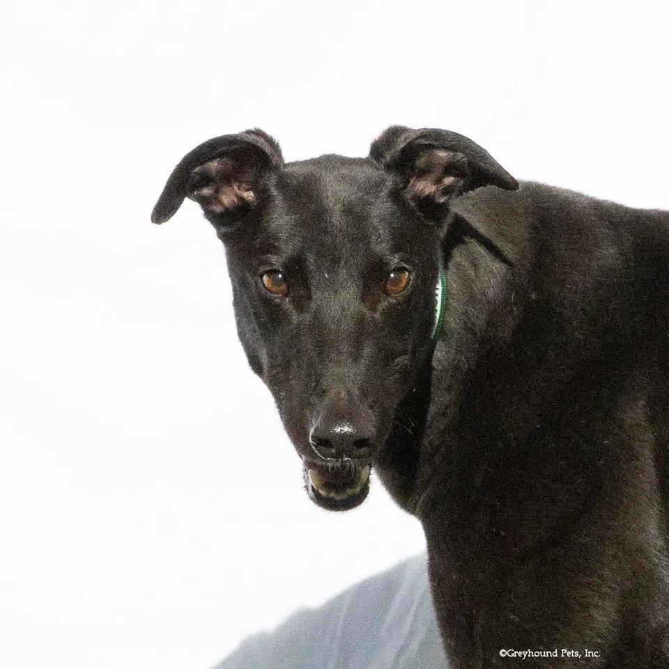 Jimmy - Greyhound
