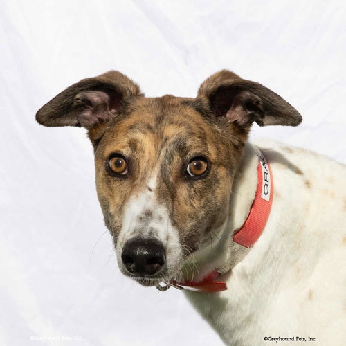 Grace, an adoptable Greyhound in Woodinville, WA