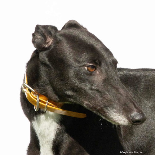 Kali, an adoptable Greyhound in Woodinville, WA