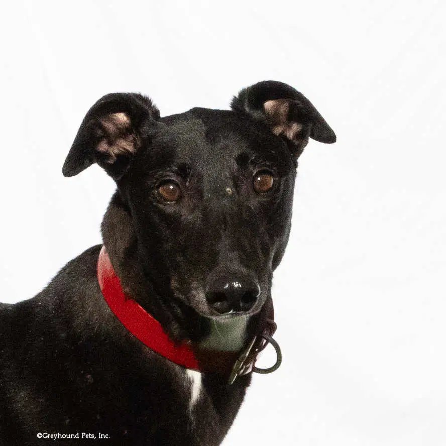 Lucy - Greyhound