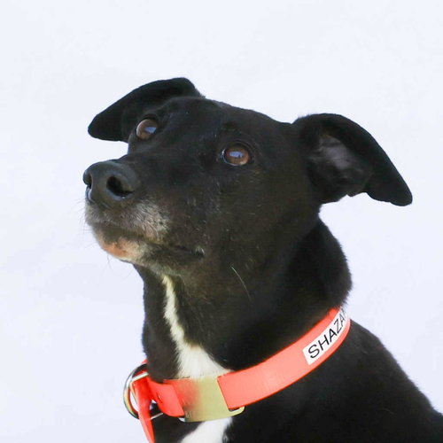 Raven, an adoptable Greyhound in Woodinville, WA