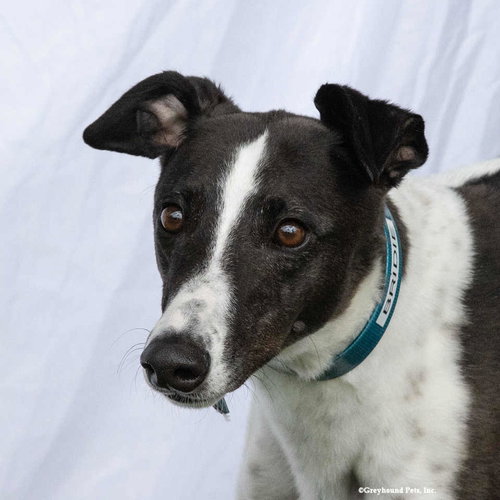 Bridie, an adoptable Greyhound in Woodinville, WA
