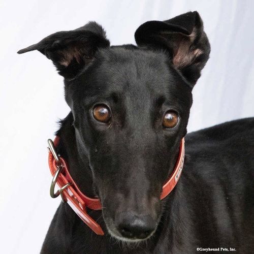 Precious, an adoptable Greyhound in Woodinville, WA