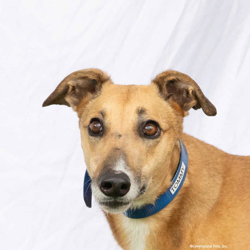 Tommy, an adoptable Greyhound in Woodinville, WA