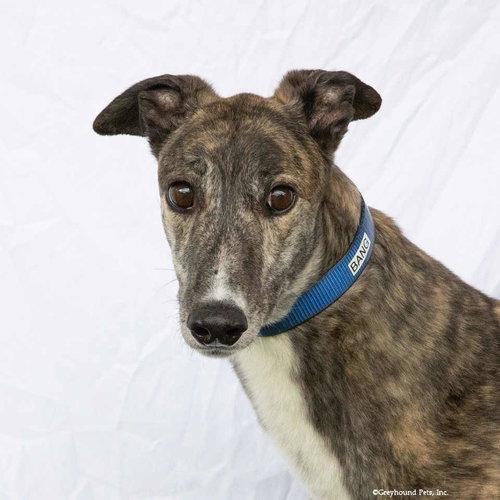 Bang, an adoptable Greyhound in Woodinville, WA