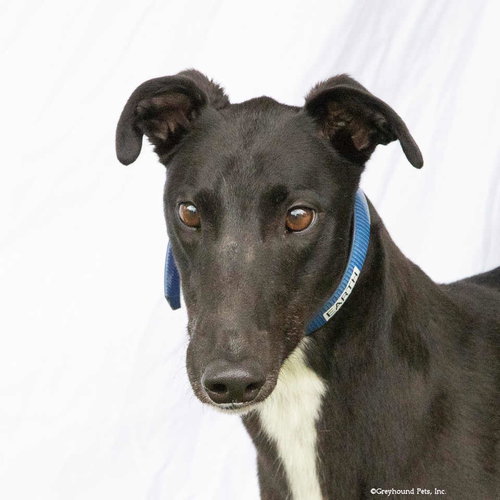 Earth, an adoptable Greyhound in Woodinville, WA
