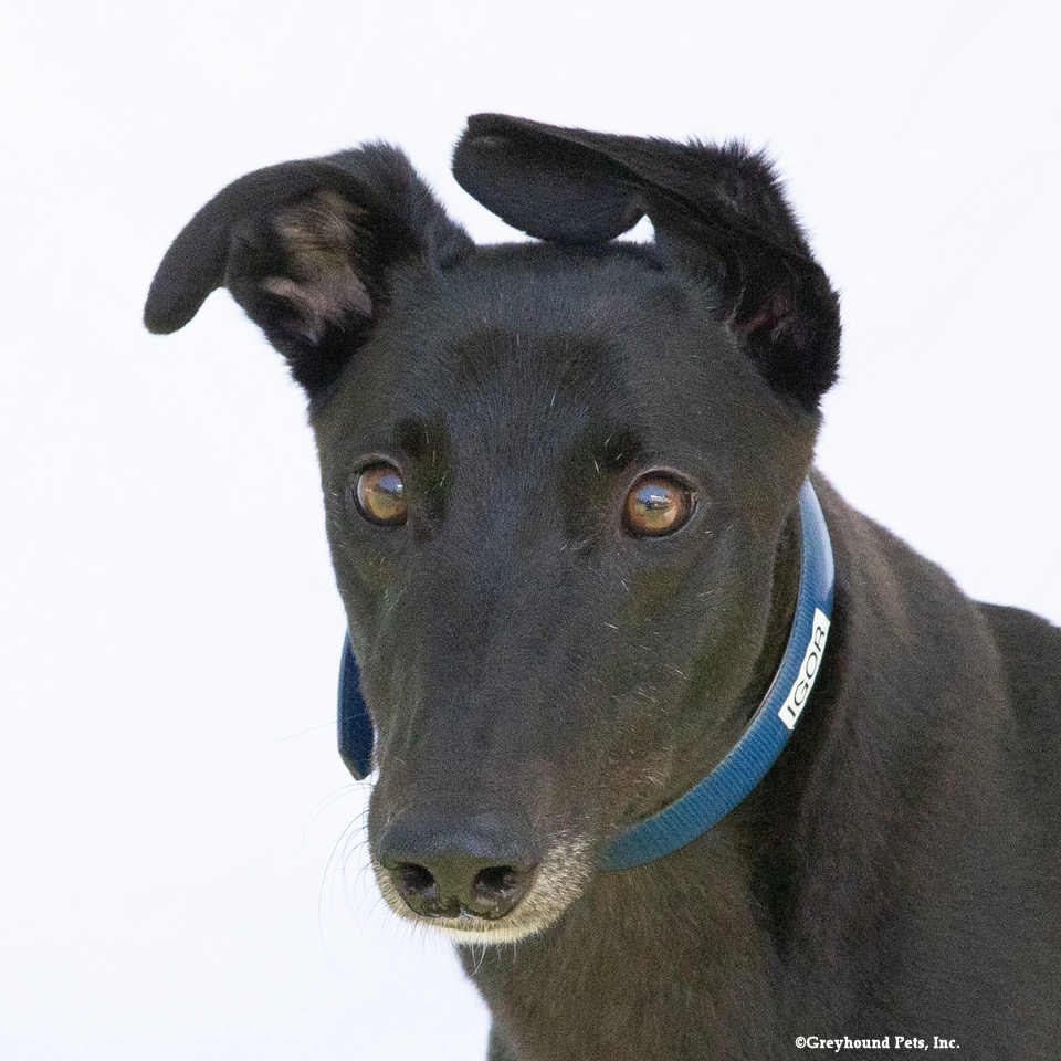 Igor