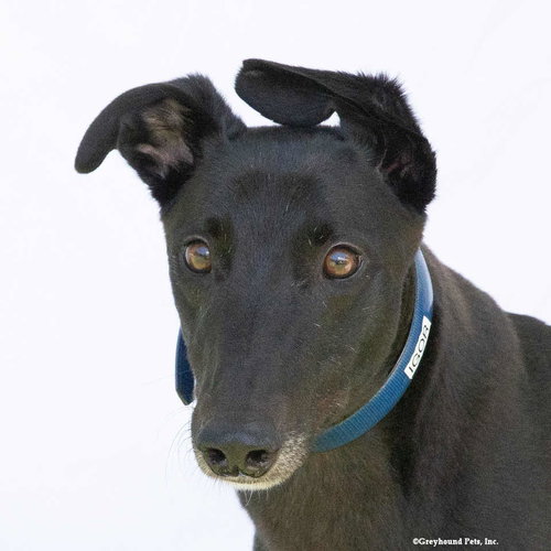 Igor