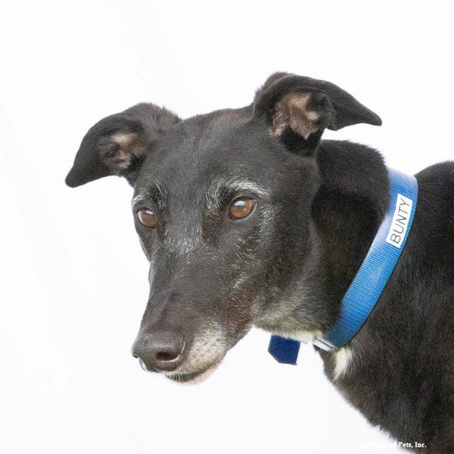 Bunty, an adoptable Greyhound in Woodinville, WA