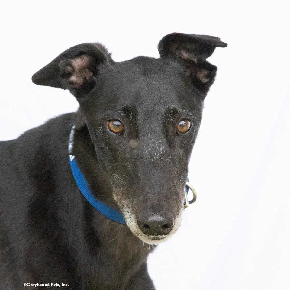 Jasper - Greyhound