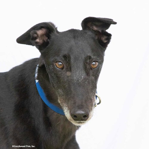 Jasper, an adoptable Greyhound in Woodinville, WA