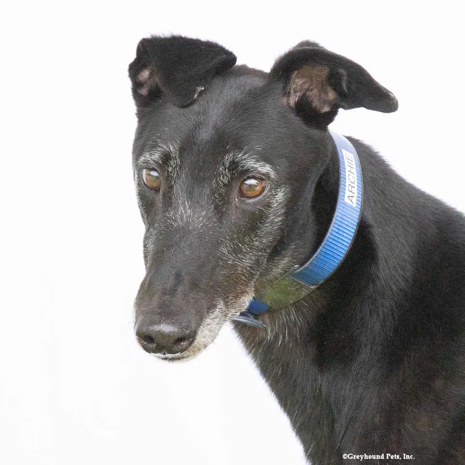 Archie - Greyhound