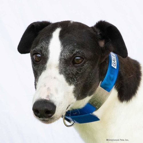 Gale, an adoptable Greyhound in Woodinville, WA