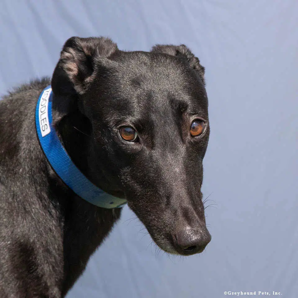 Zoodles - Greyhound