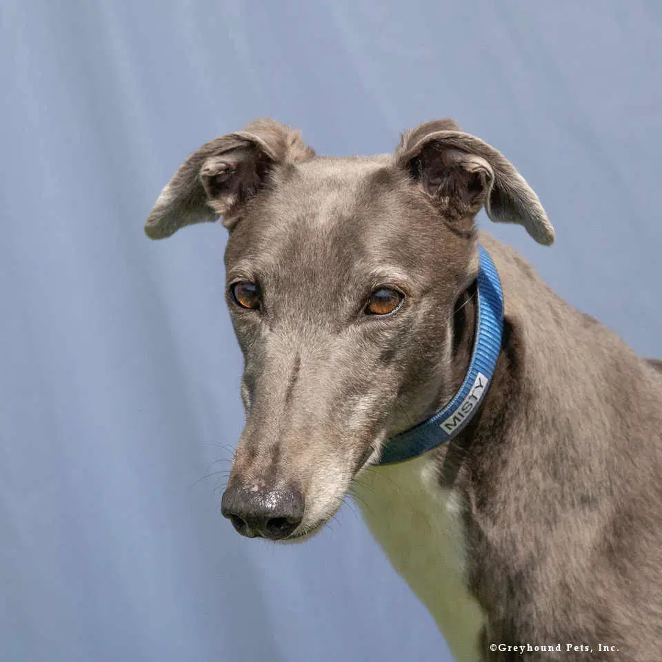 Misty - Greyhound