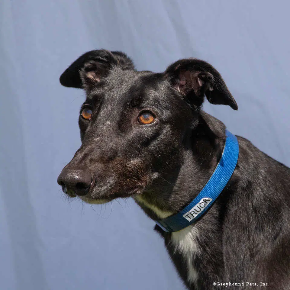 Truck - Greyhound