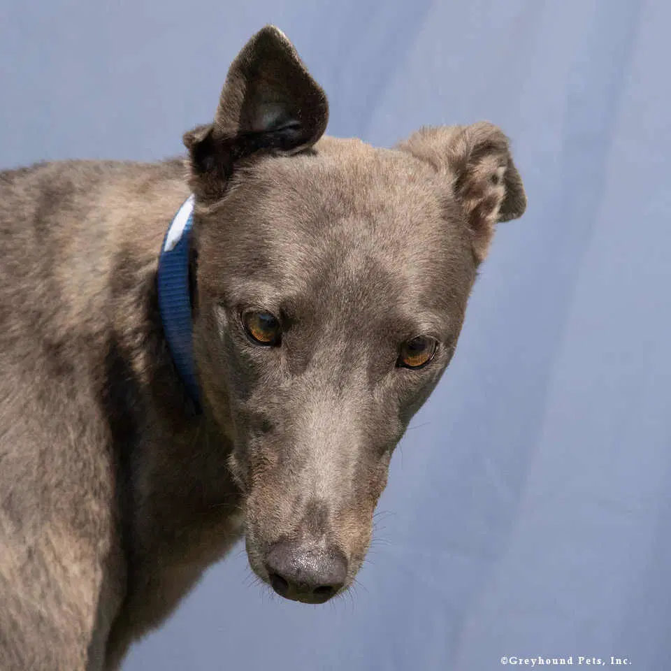 Lina - Greyhound