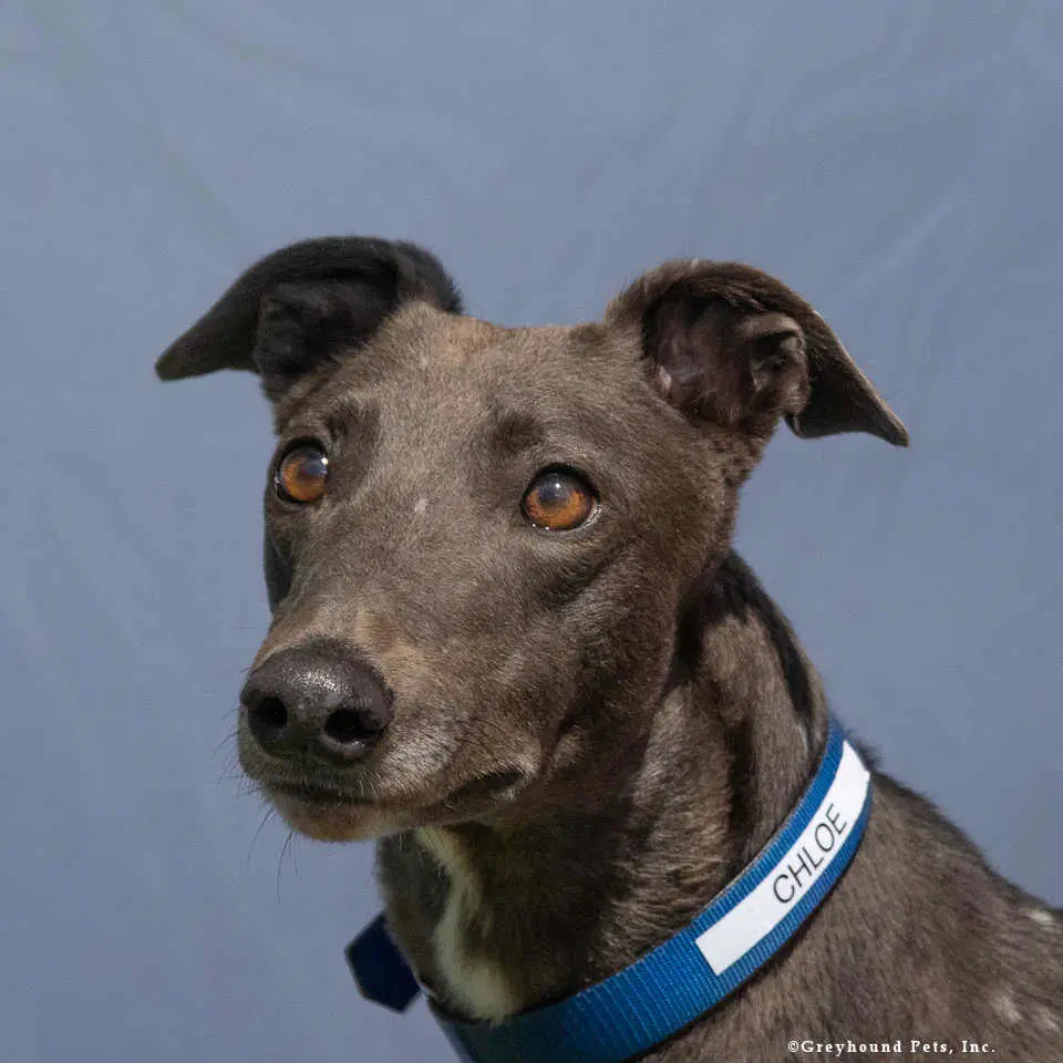 Chloe - Greyhound