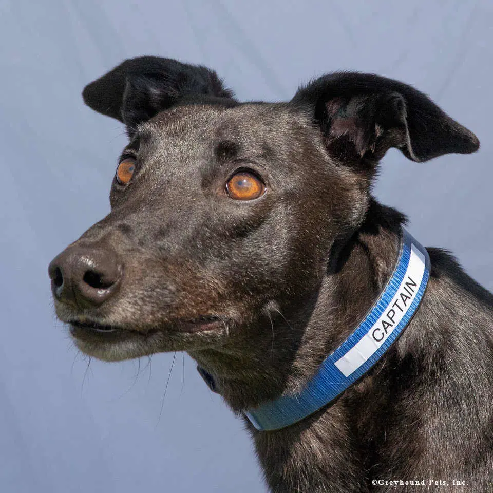 Captain - Greyhound