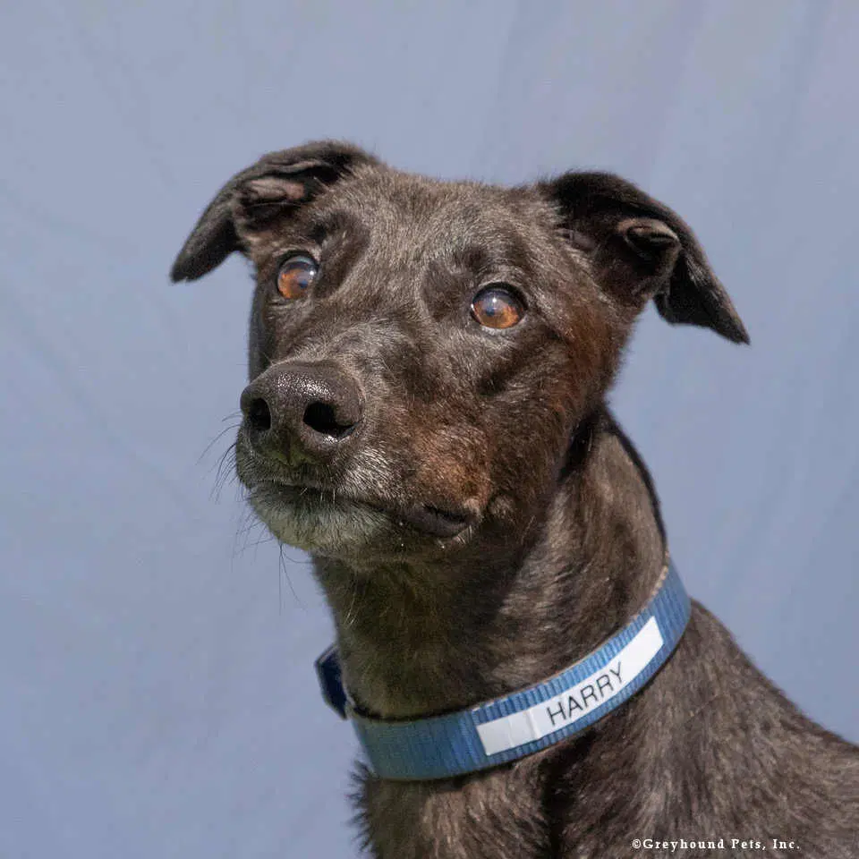 Harry - Greyhound